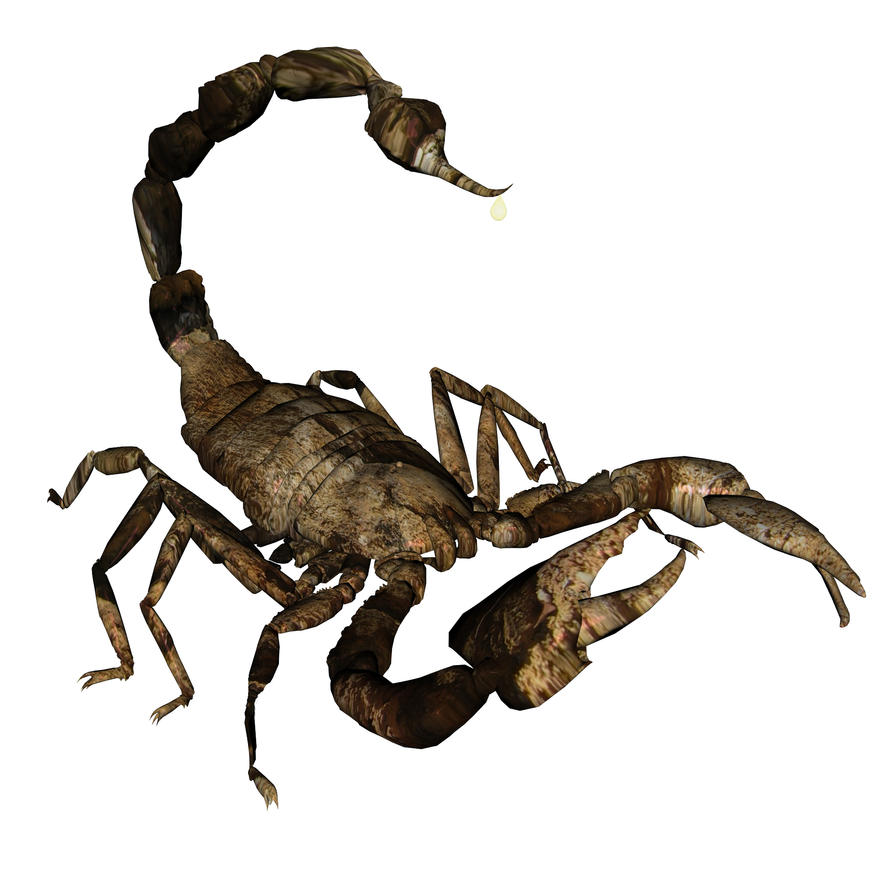 scorpion images