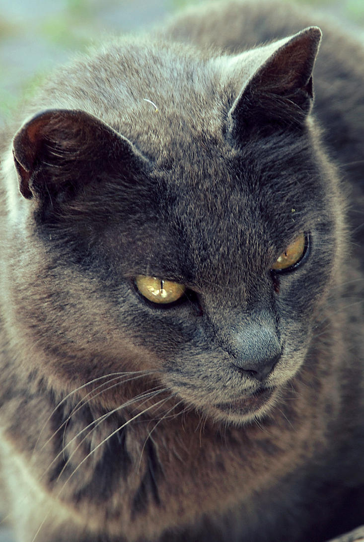 Evil_Cat_by_Doroty86.jpg
