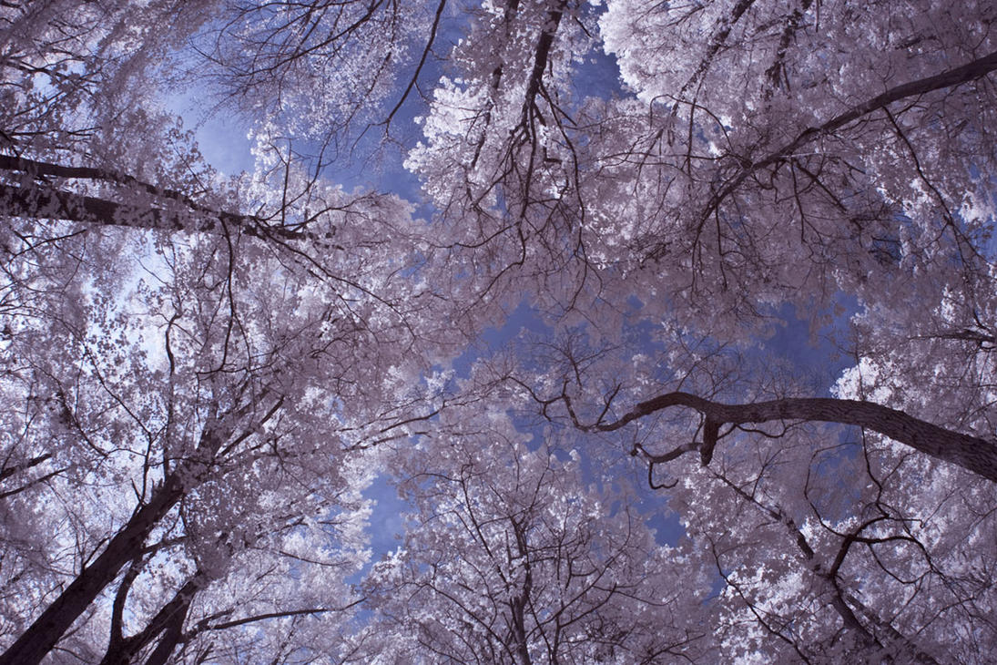 Worm's eye view in InfraRed by JustMyluck3229
