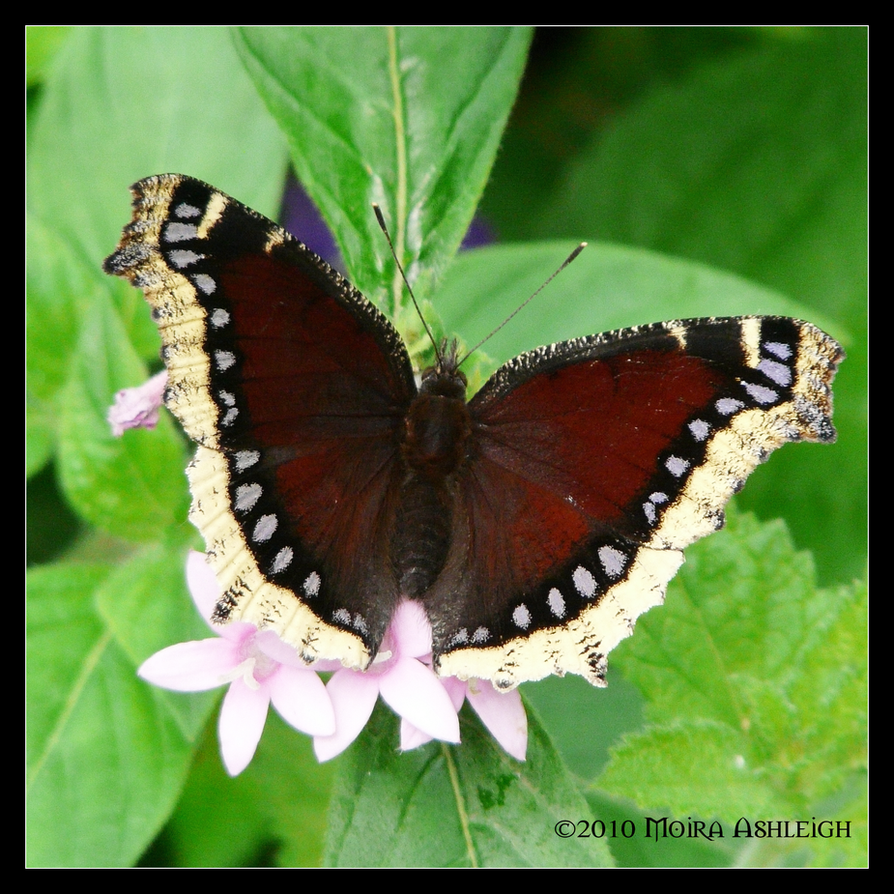 mourning_cloak_butterfly_by_mogrianne-d2xpz4f.png
