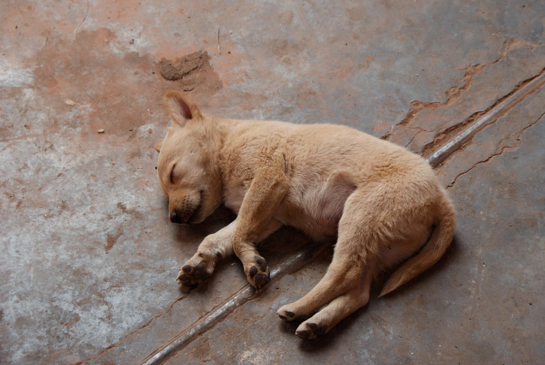 a_sleeping_puppy_by_juju__juju-d3a1zmr.j