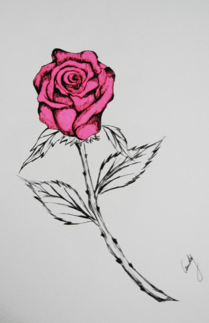 rose drawing by andy023 on DeviantArt
