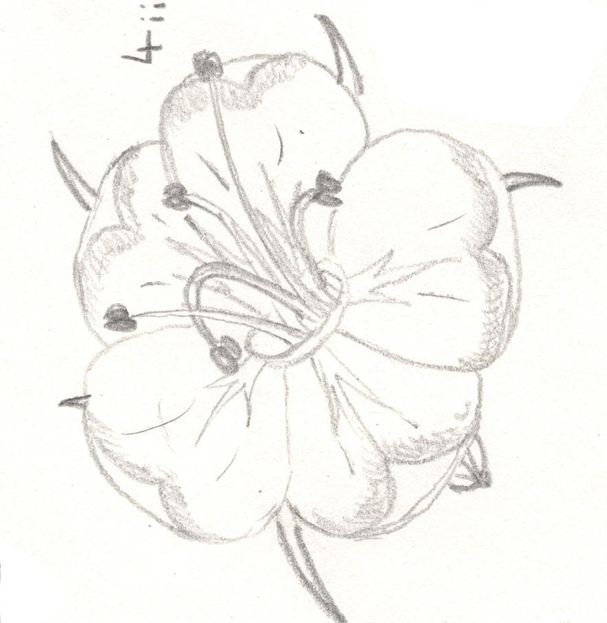 Hawthorn flower 4 | Flower Tattoo