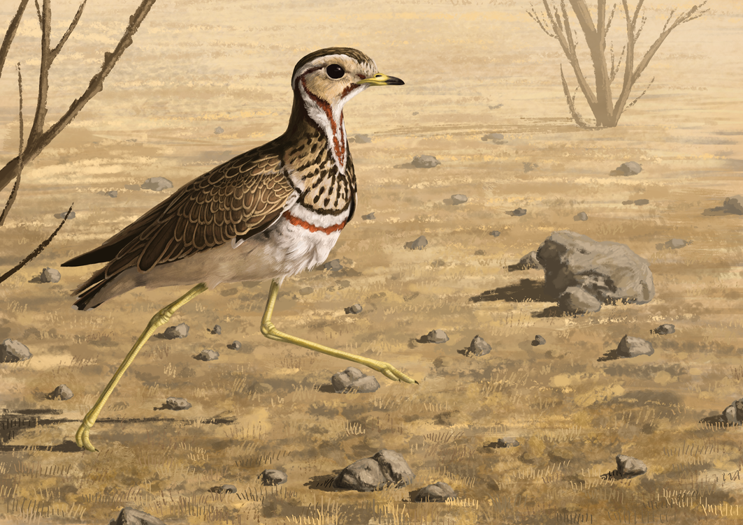 [Image: heuglin_s_courser_by_nachiii-d4t0upe.png]