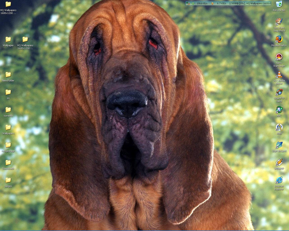 bloodhound dog (Dec 31 2012 23:59:55) ~ Picture Gallery