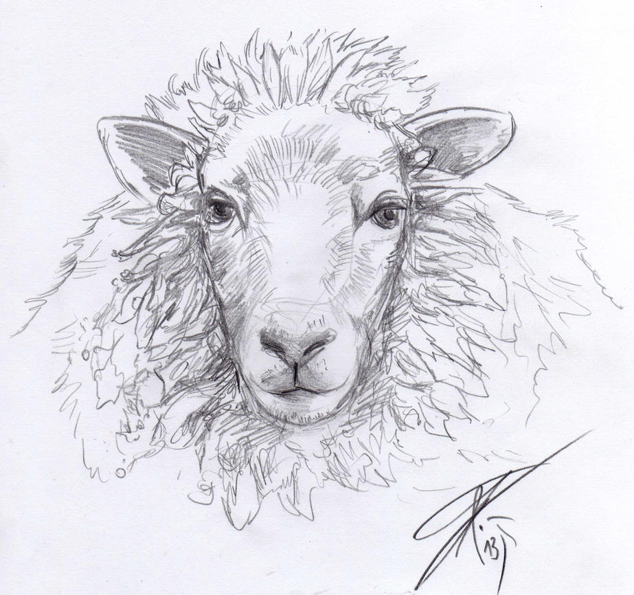 Sheep Sketch by Bruneburg on DeviantArt